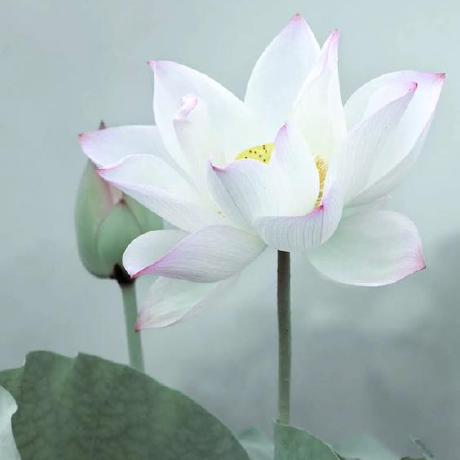 @zhen-ke
