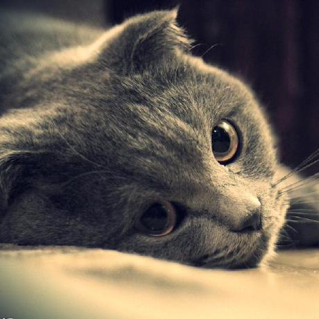@ONECATYU